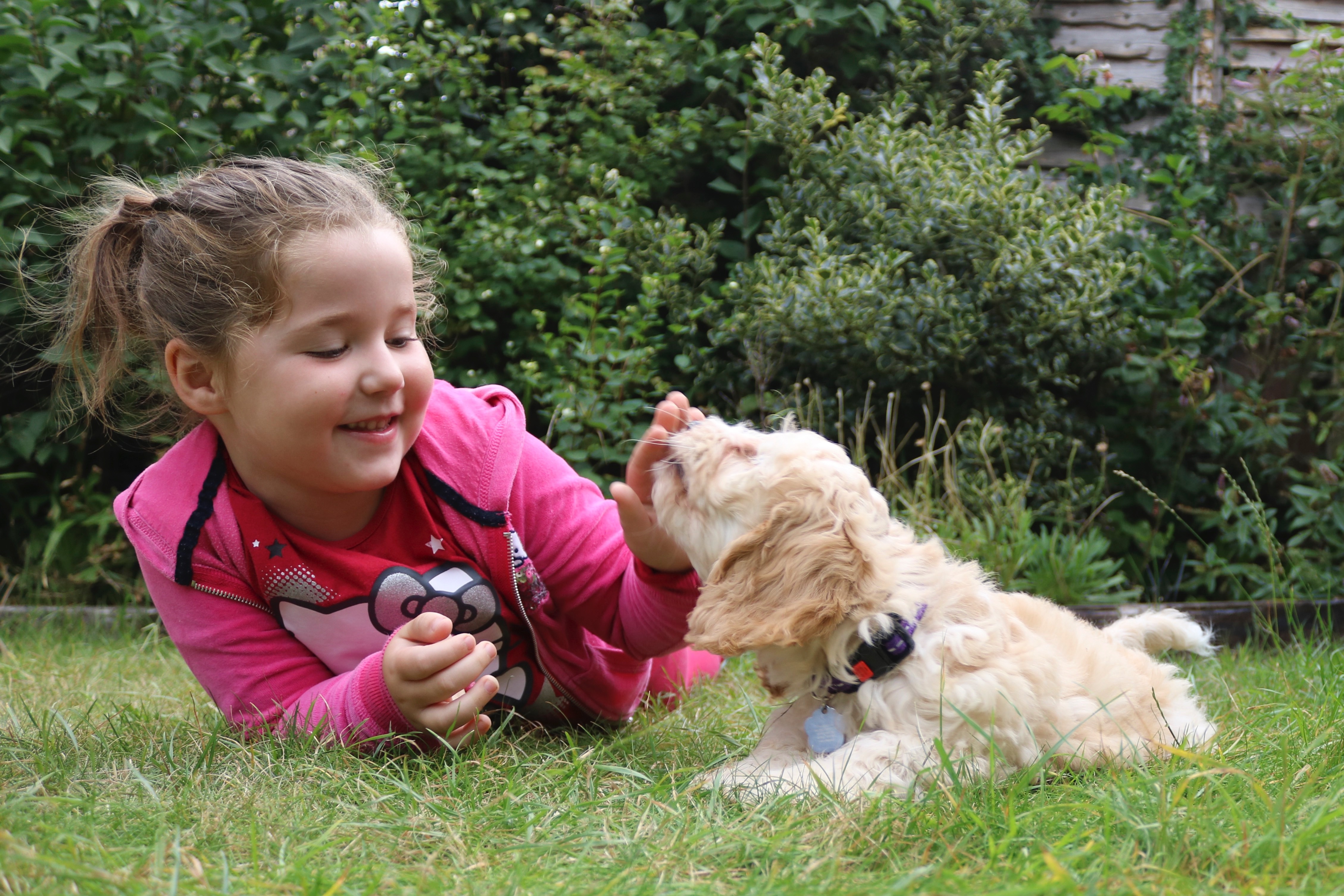 girl playing with cockapoo puppy