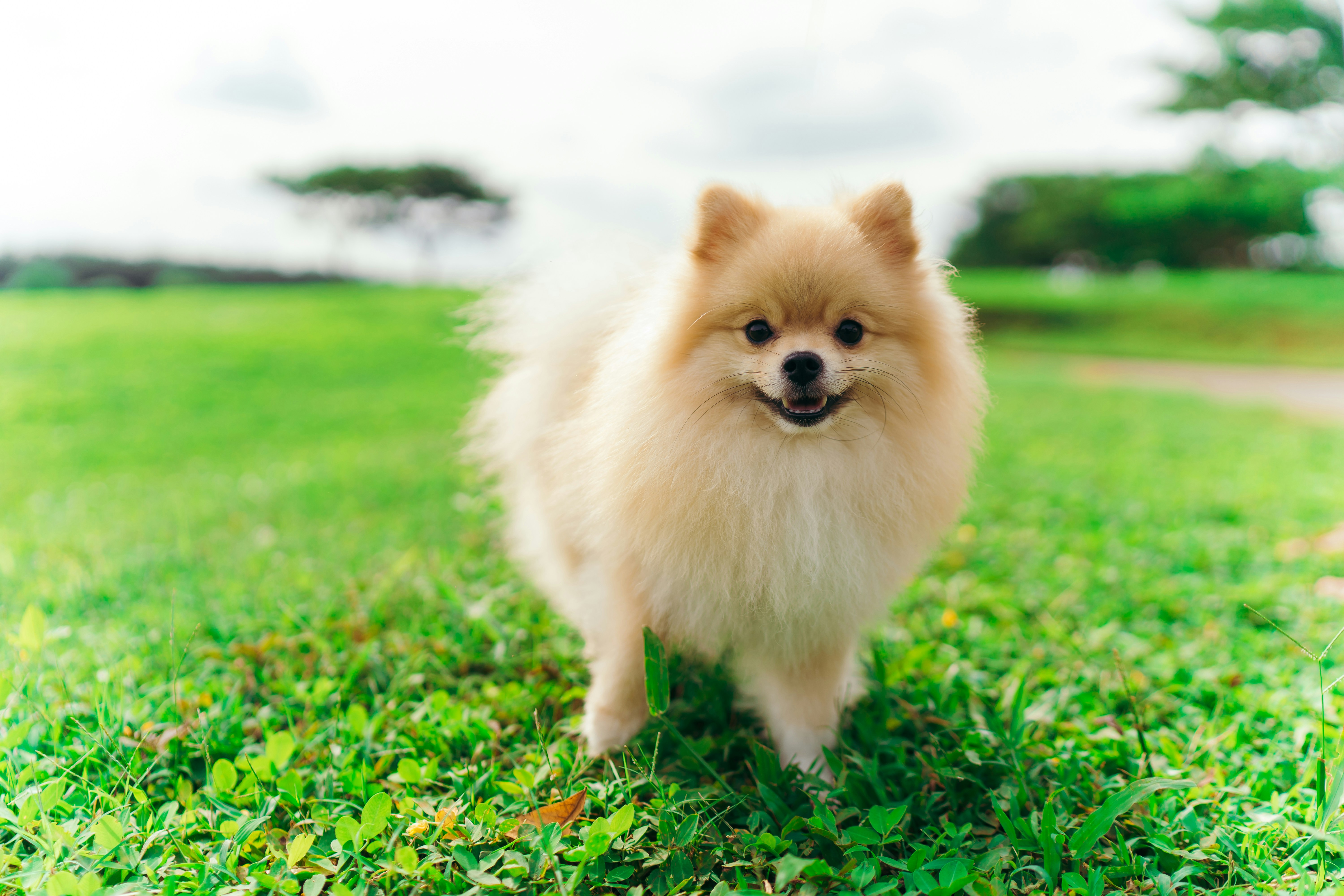 Pomeranian smiling in grass