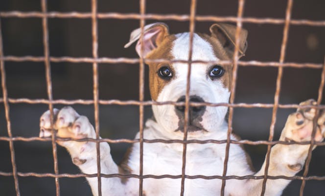 Puppy looking behind bars in a small cramped cage on a puppy mill. 