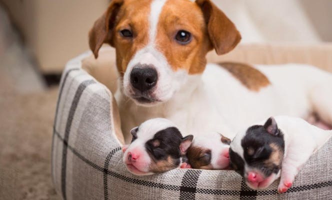 Jack Russell Terrier Dog mother with newborn puppies lying on the bed. 