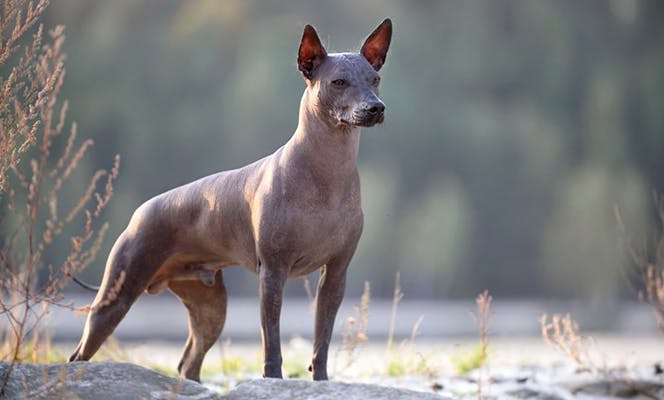 Serious Xoloitzcuintli dog staring into the distance. 