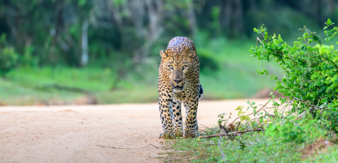 A-leopard-in-Yala-National-Park-Sri-Lanka---The-Holiday-People.png