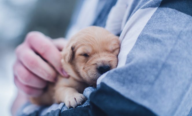 Newborn Golden Retriever puppy being held by a man.