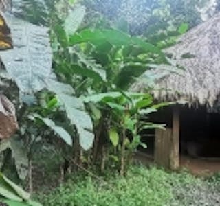 Chocolate Making with an Indigenous Tribe's gallery image