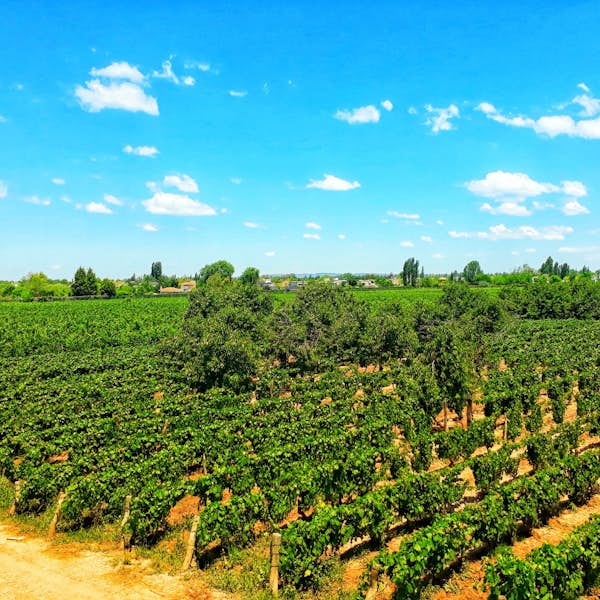All about Malbec: A Guided Walking Tour of an Argentine vineyard's main gallery image