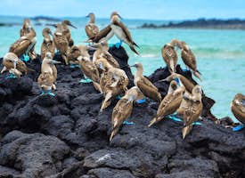 Looking for Blue-Footed boobies 's thumbnail image