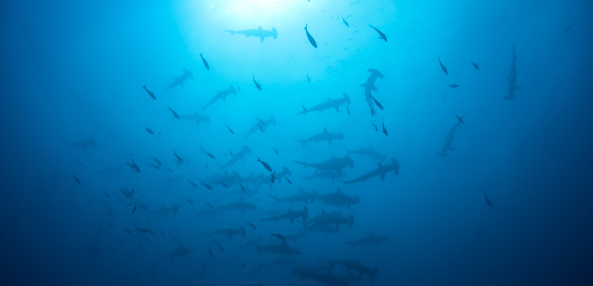 Hammerhead-sharks-at-Cocos-Island-off-Costa-Rica---The-Holiday-People.png