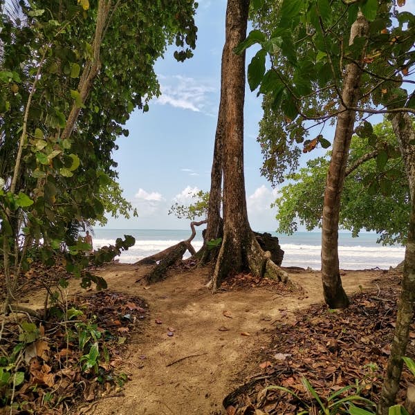 Walking Tour in the Jungle Cahuita National Park's main gallery image