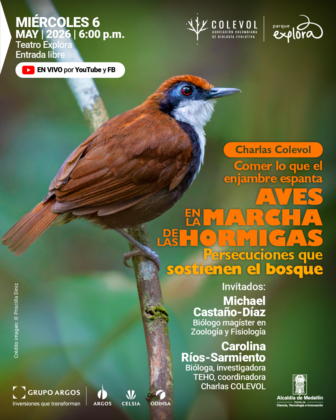 Fotografía. Sobre un fondo desenfocado en tonos verdes, se observa un ave posada en una rama inclinada; tiene plumaje café, cabeza con tonos rojizos, máscara negra alrededor del ojo, garganta blanca y pico alargado. En la parte superior izquierda aparece el texto: «Miércoles seis mayo dos mil veintiséis seis de la tarde. Teatro Explora. Entrada libre». Debajo, dentro de una franja, dice: «En vivo por YouTube y Facebook». En la parte derecha, sobre la imagen, se lee: «Charlas Colevol. Comer lo que el enjambre espanta. Aves en la marcha de las hormigas. Persecuciones que sostienen el bosque». Más abajo: «Invitados: Michael Castaño-Díaz. Biólogo magíster en zoología y fisiología. Carolina Ríos-Sarmiento. Bióloga, investigadora, coordinadora charlas Colevol». En el borde izquierdo inferior: «Crédito imagen Priscilla Diniz».