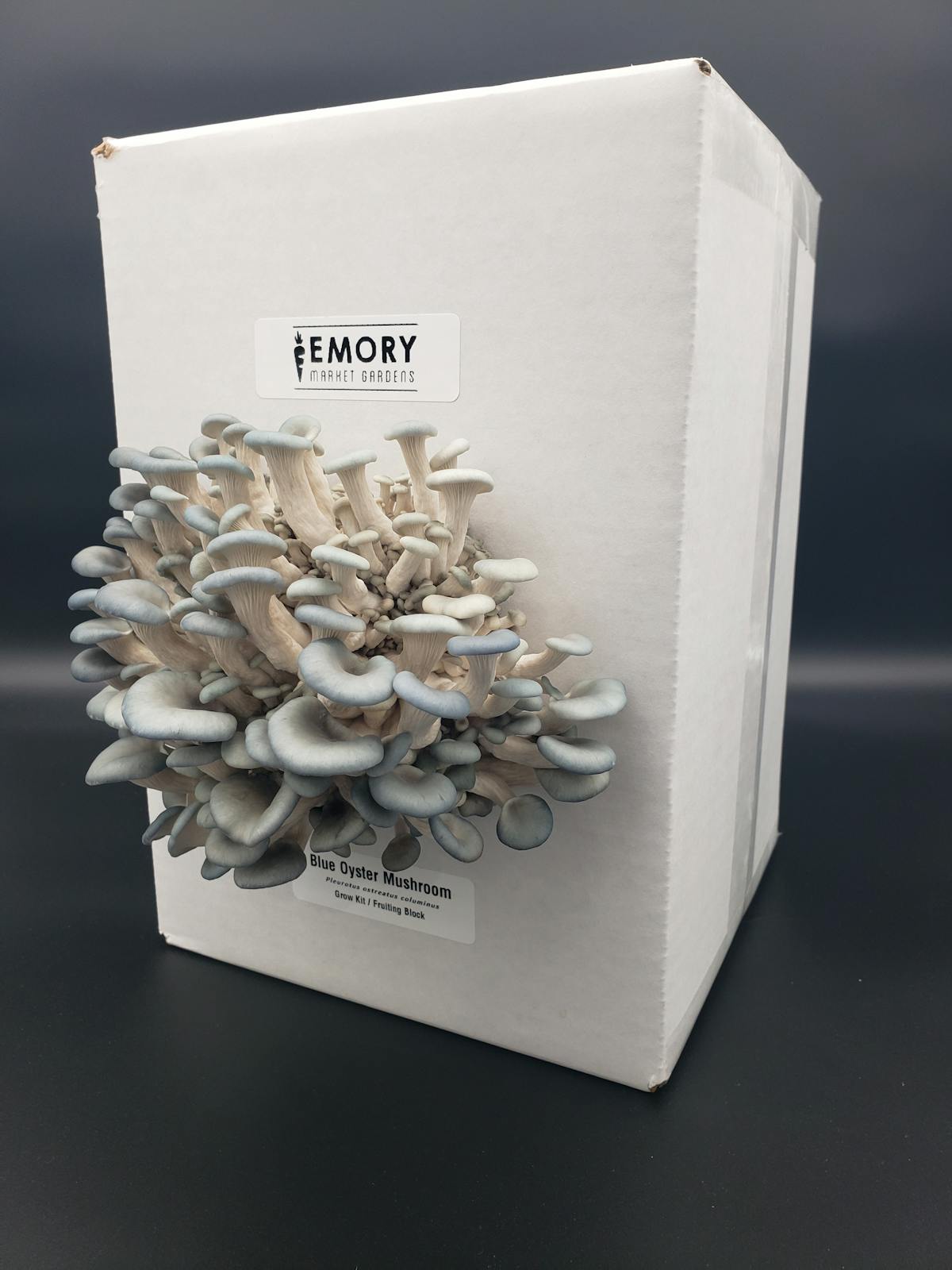 Blue Oyster Mushroom Grow Kit