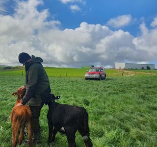 New Zealand, My Life on a Modern Dairy Farm's gallery image