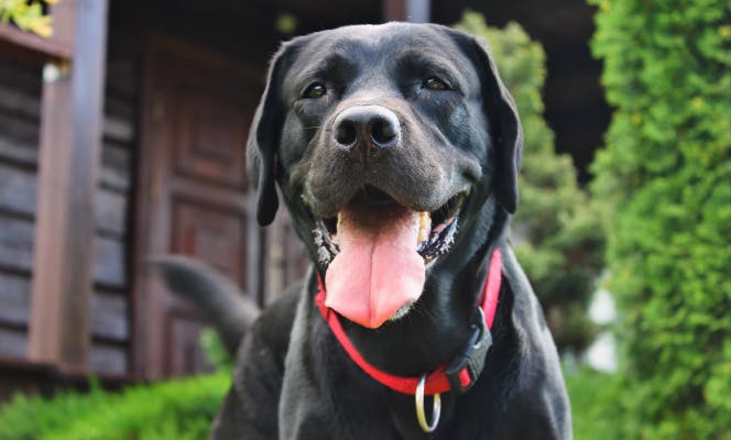 Smiling Black Labrador Retriever with its tongue out.