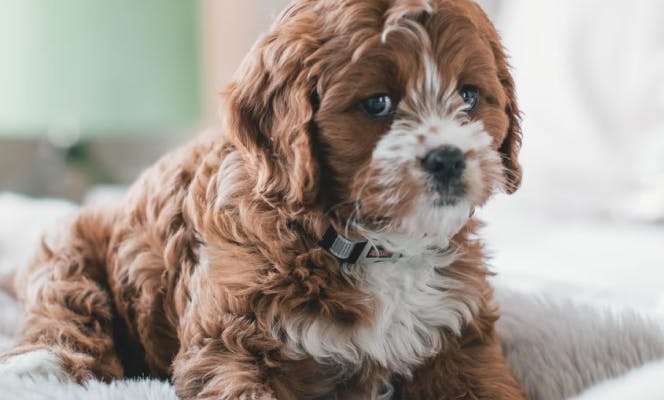 1 to 2 month old Cockapoo puppy laying in bed.