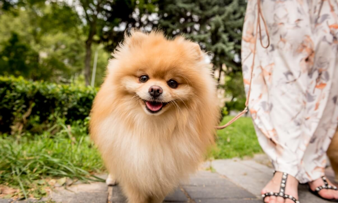 pomeranian smiling