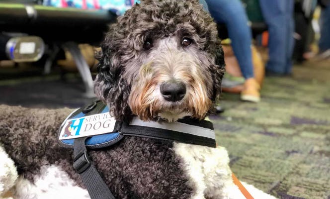 Doodle mix dog with service dog vest lying in airport floor.