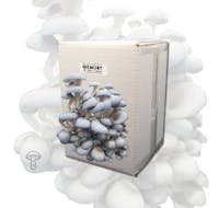 Emory Market Gardens Blue Oyster mushroom grow kit