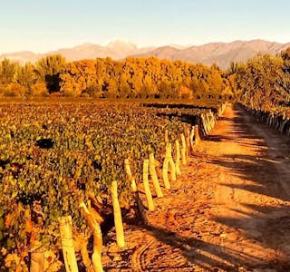 All about Malbec: A Guided Walking Tour of an Argentine vineyard's gallery image