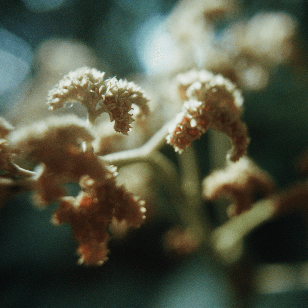 Floresta: Nicola Cruz with Rizu X // 23-10-20