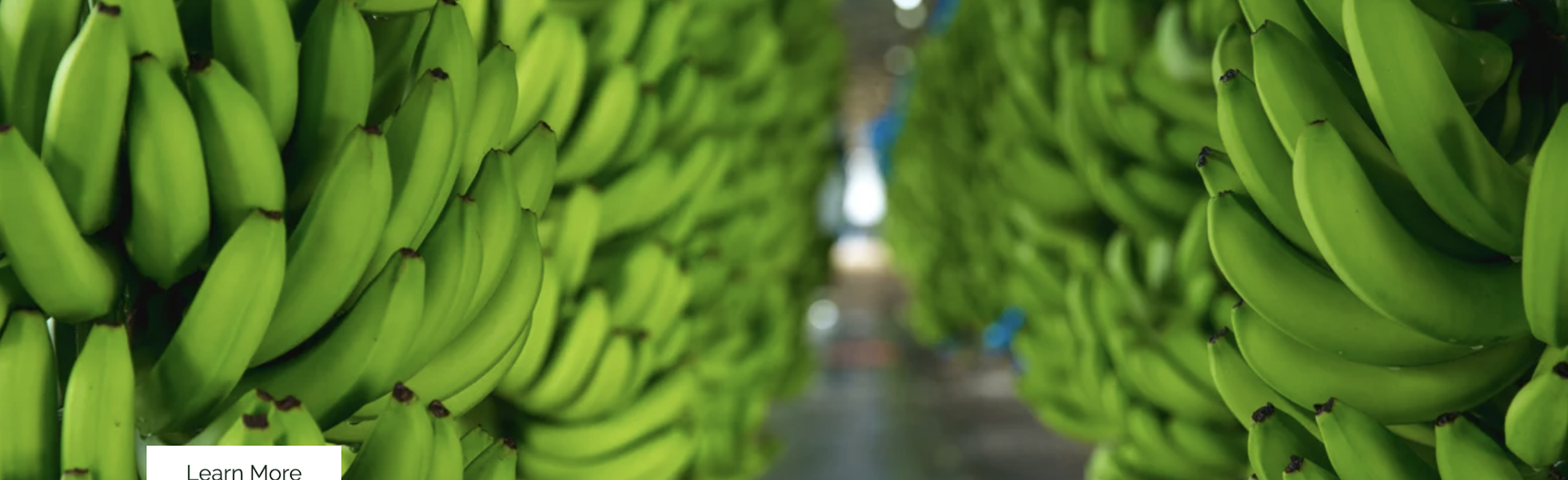 Banana fruit bushels