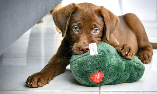 3 to 4 month old Labrador playing with a plush toy. 