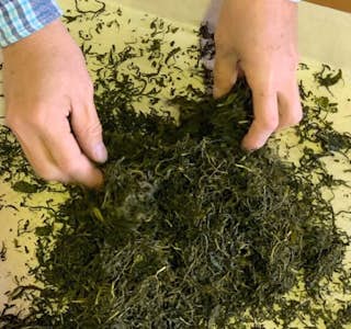 Tokyo Online: Green Teatime in Japan's gallery image