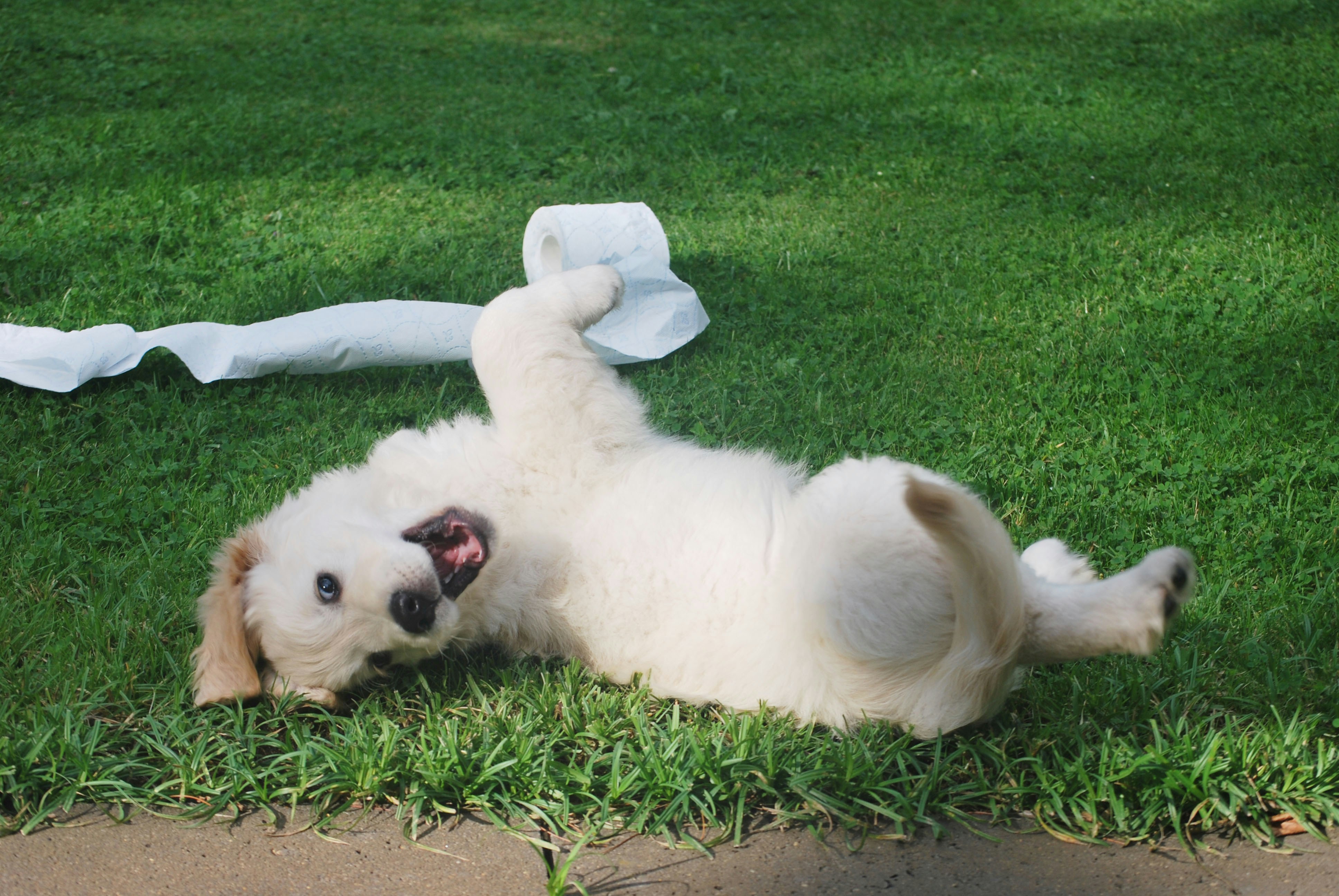 golden retriever puppy playing with toilet paper out in the grass