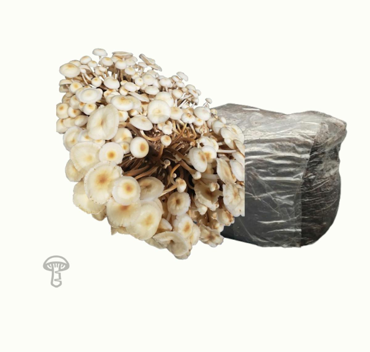 Orange Enoki Fruiting Block (10 lb)