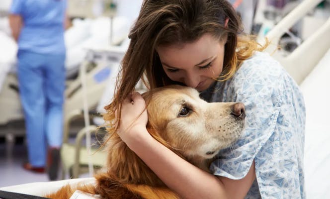 Woman on hospital bed hugging and kissing a Golden Retriever ESA dog