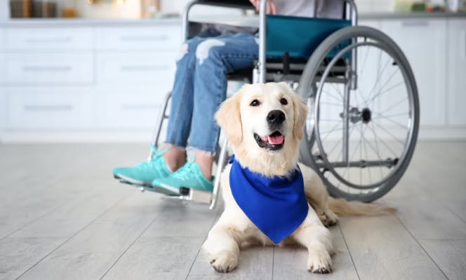 Golden Retriever service dog accompanying a wheel chair user.  