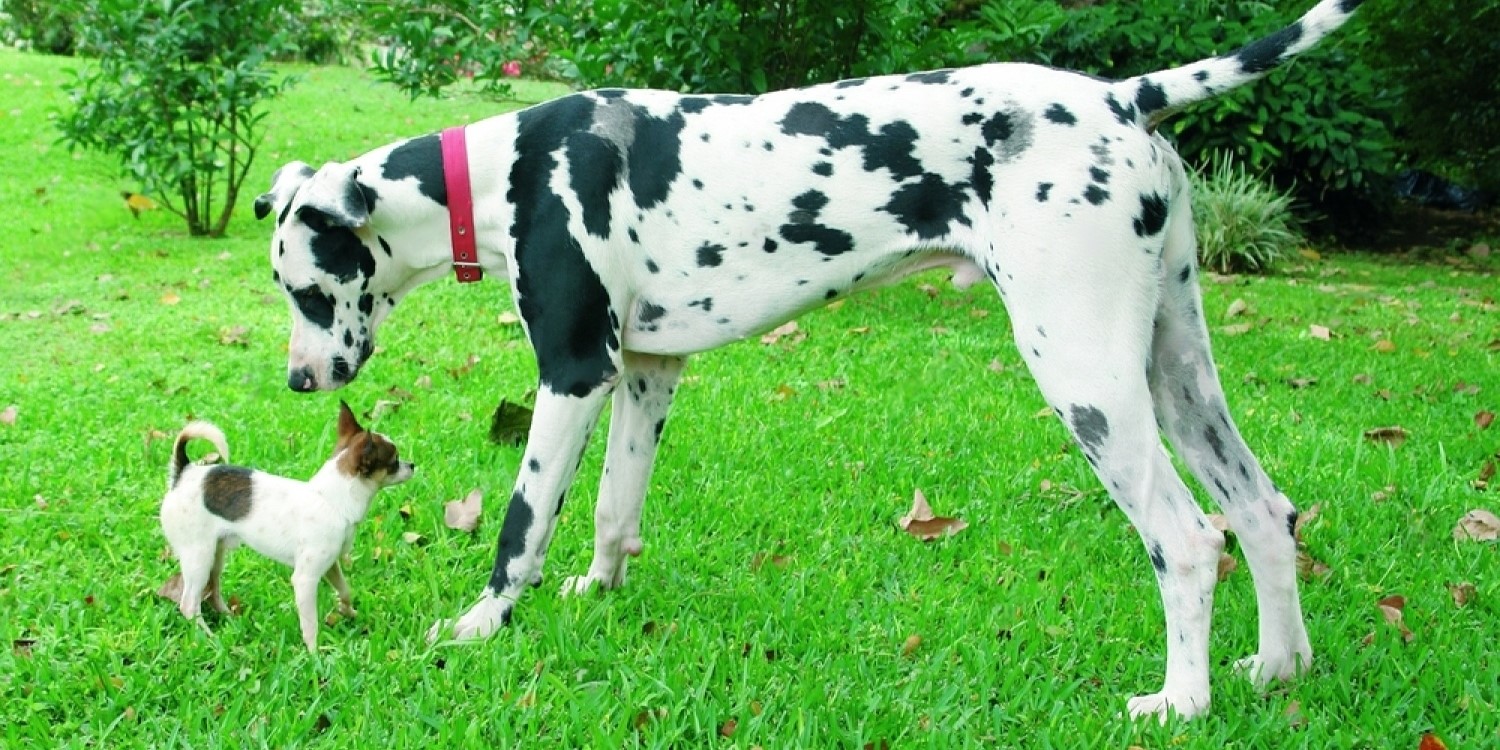 greaet dane towering over a chihuahua on grass outdoros