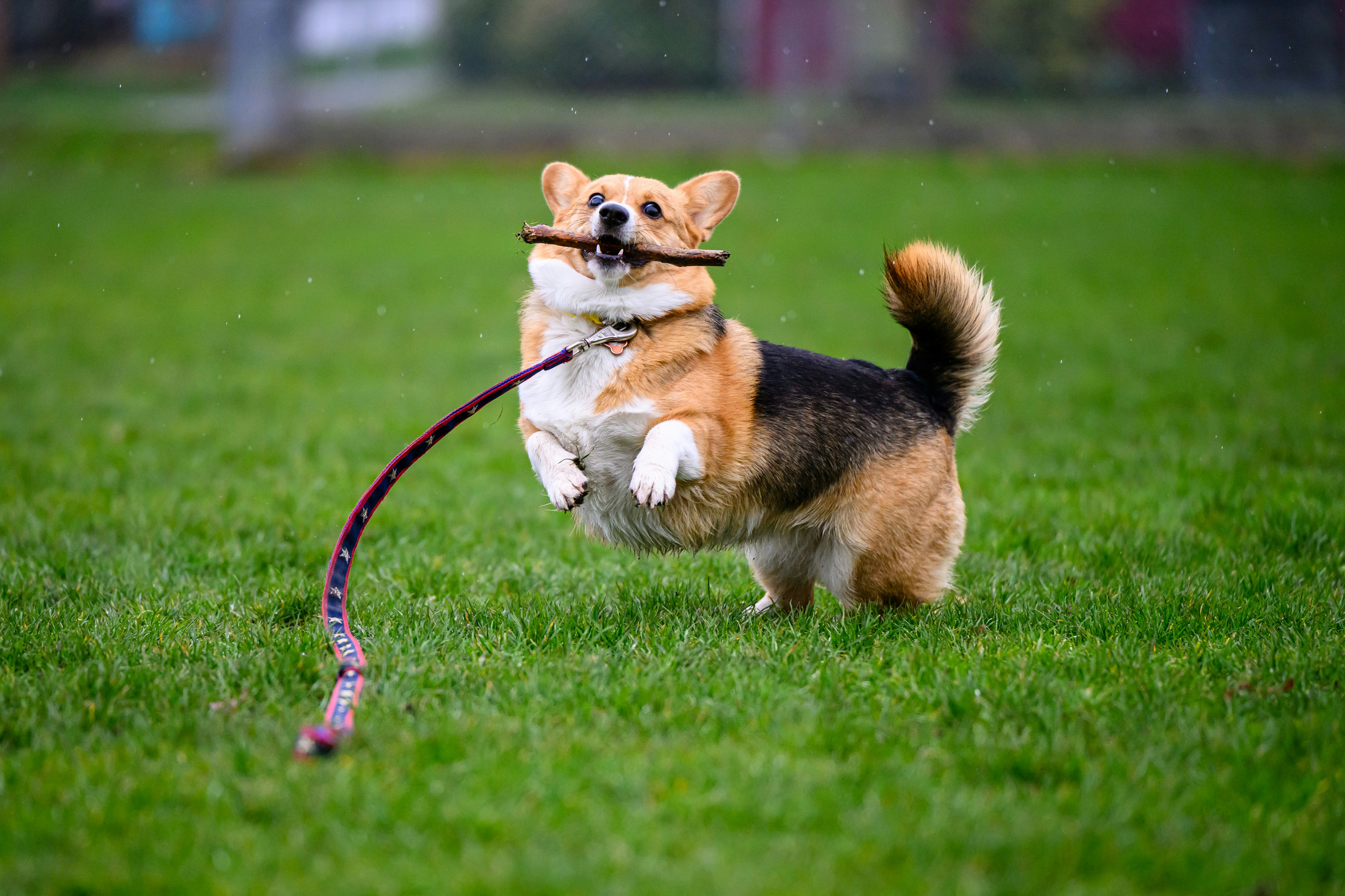 corgi playing with a stick