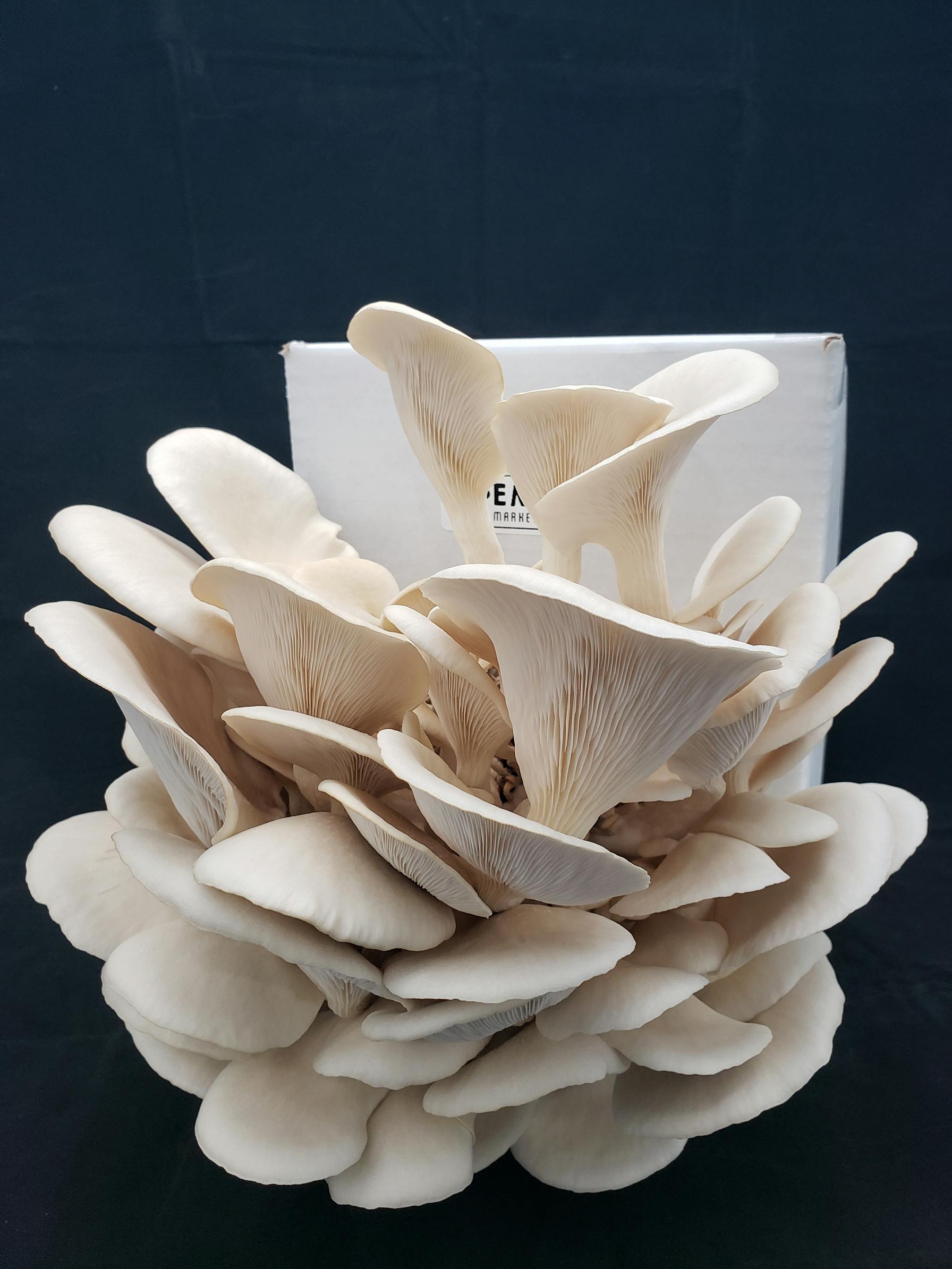 "Cultivate Culinary Magic at Home: Unveiling the Pearl Oyster Mushroom Grow Kit Experience"