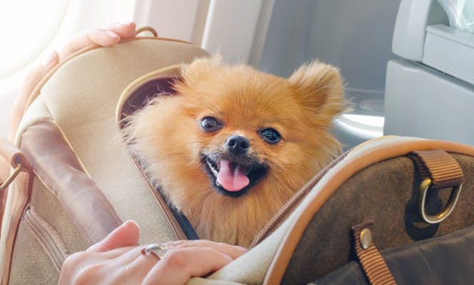 Cute Pomeranian puppy in a carrier on a plane. 