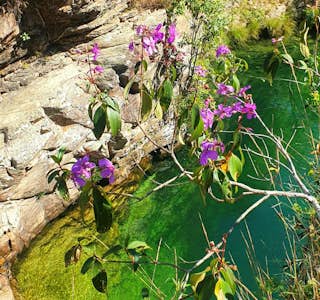 Savanna-Chapada dos Veadeiros- Webinar's gallery image