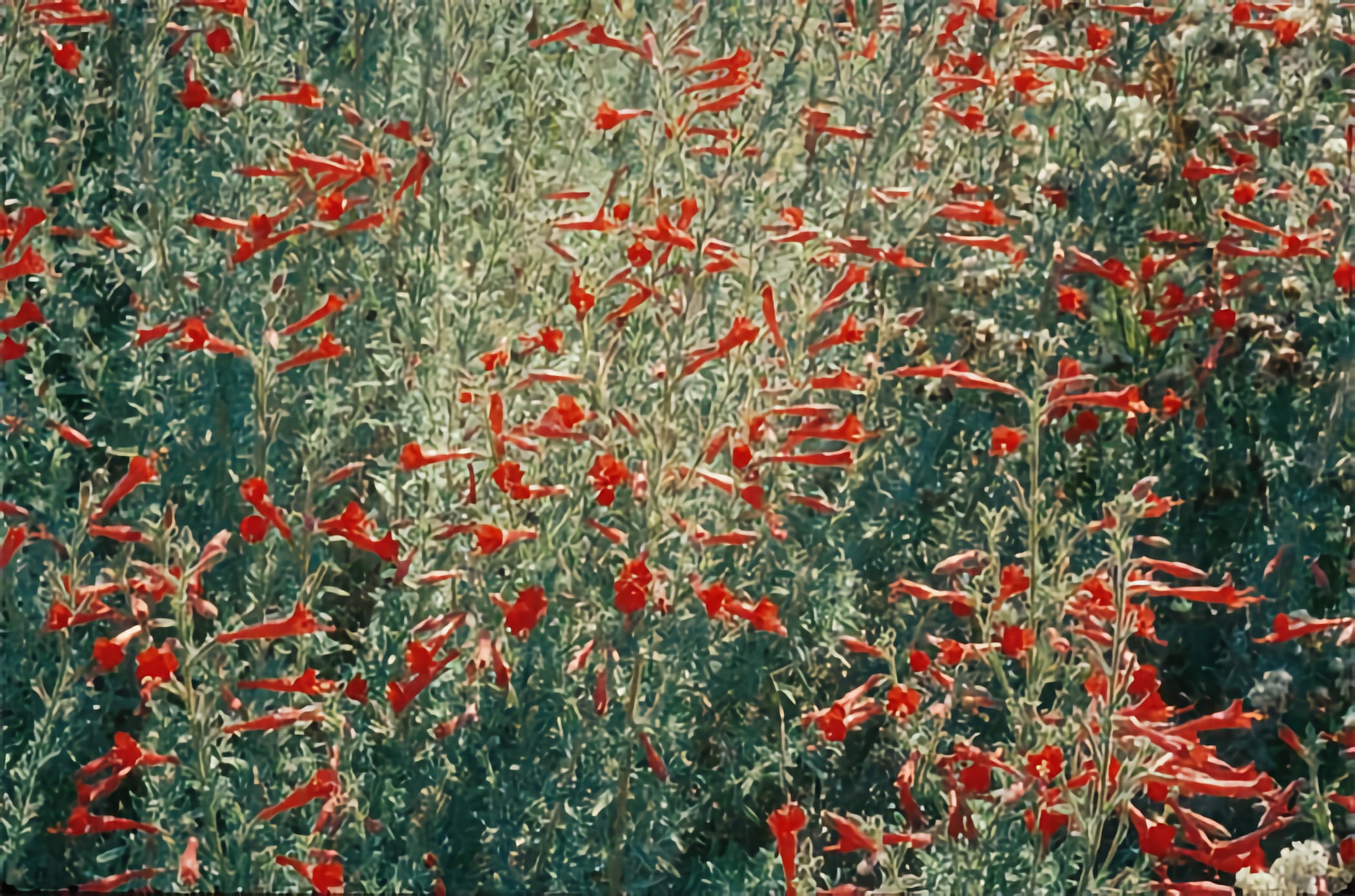 California Fuchsia close-up