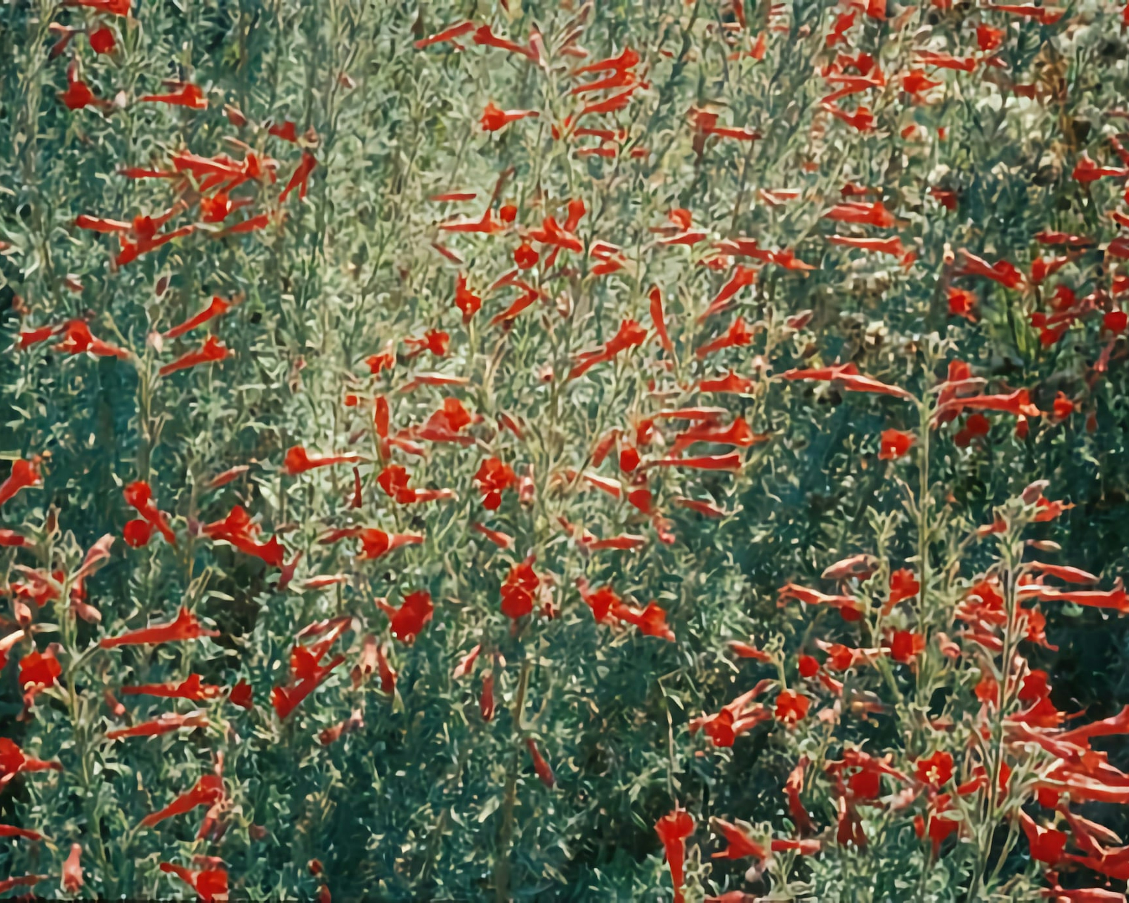 California Fuchsia close-up