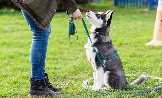 Attentive Siberian Husky puppy on a trainer session with its owner