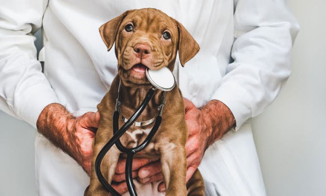 Cute brown puppy with stethoscope in its mouth. 