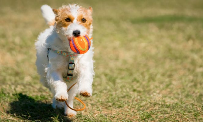 Jack Russell Terrier playing ball in the dog parck. 