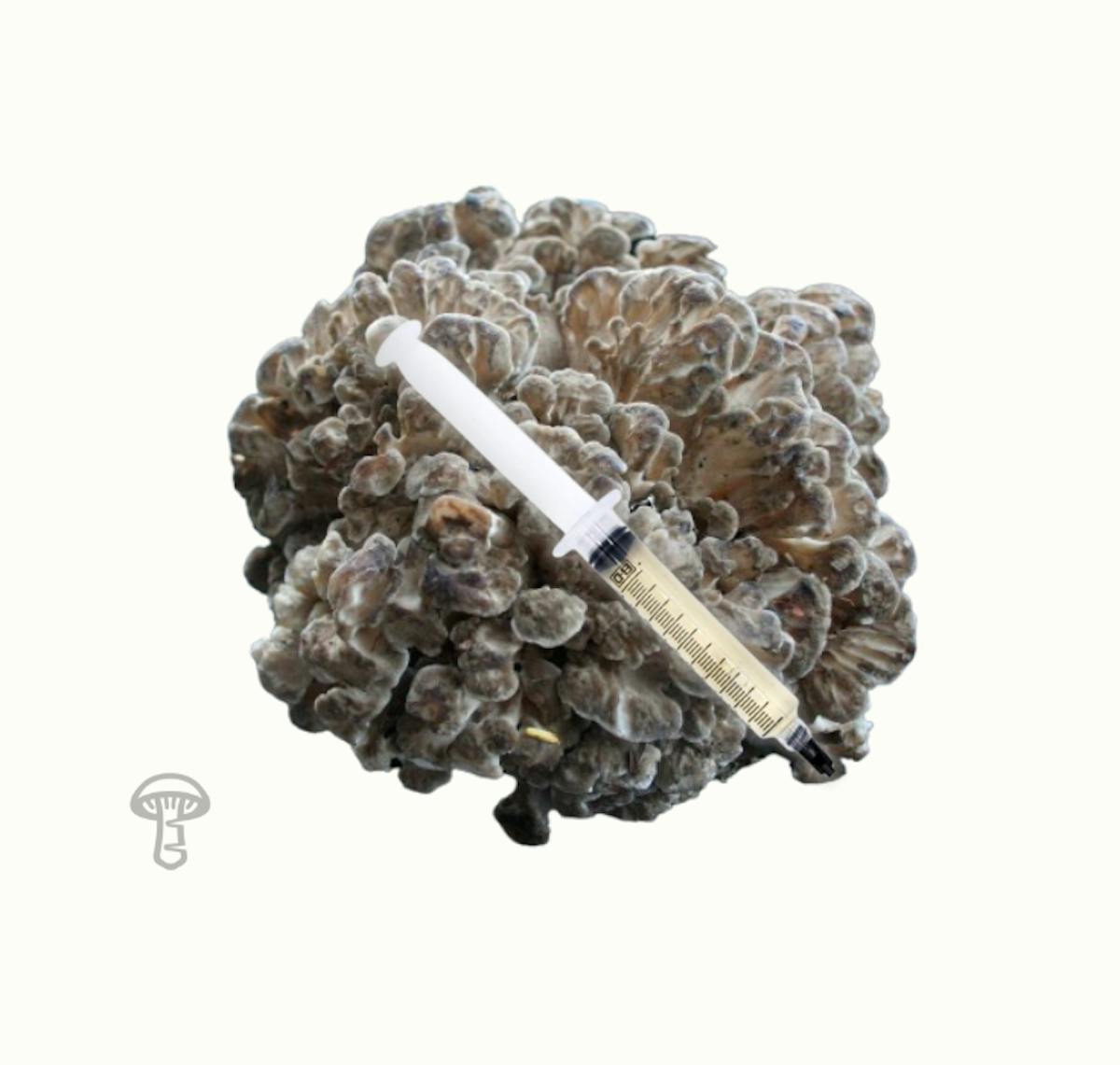 Hen of the Woods Mushroom Liquid Culture