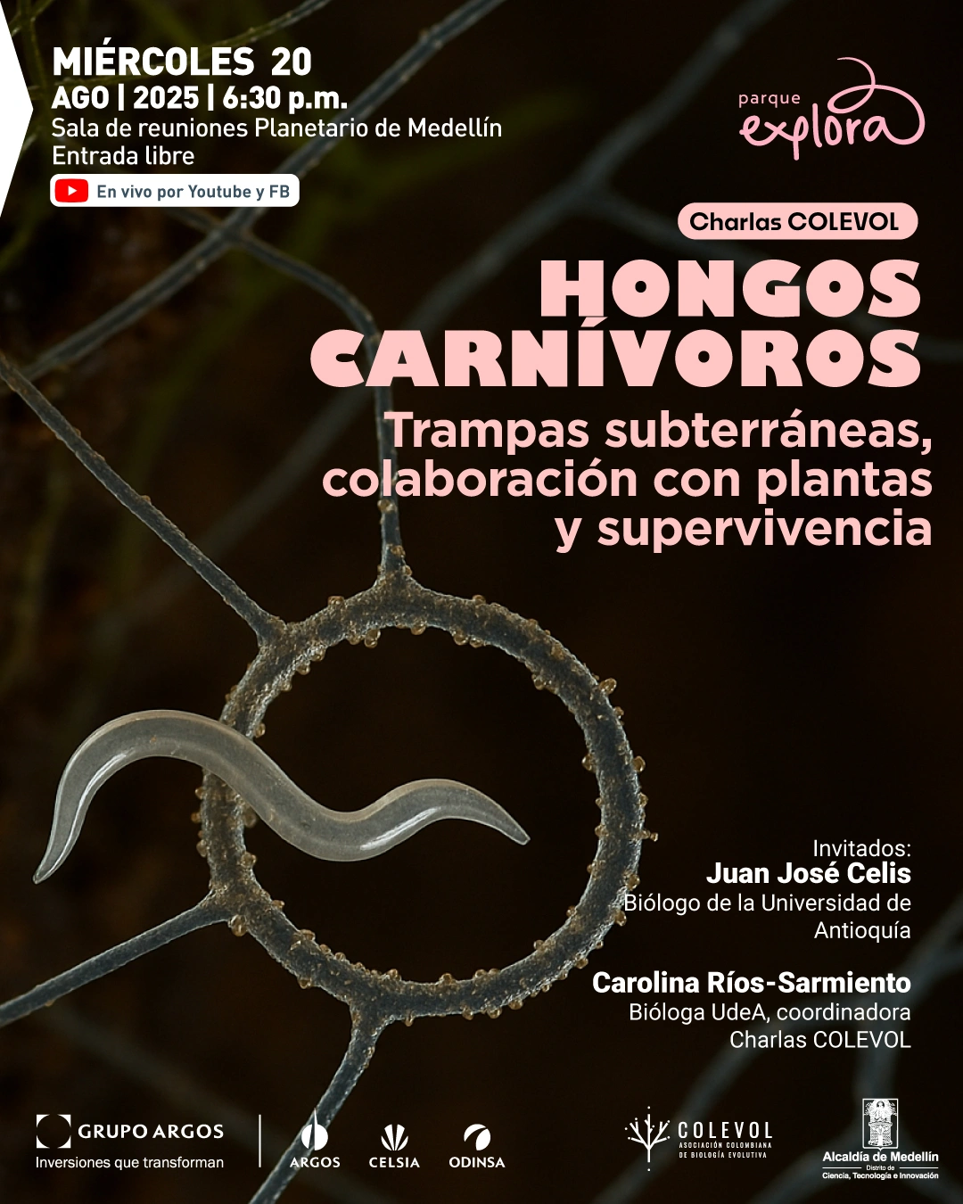 Ilustración. Sobre un fondo oscuro desenfocado, se observa en primer plano una estructura circular translúcida con textura rugosa, que atrapa a un organismo alargado y semitransparente. En la parte superior izquierda, un texto dice: "Miércoles 20 de agosto de 2025 a las seis y treinta de la tarde. Sala de reuniones Planetario de Medellín. Entrada libre. En vivo por Youtube y Facebook". En la parte superior derecha, otro texto dice: "Charlas Colevol. Hongos carnívoros. Trampas subterráneas, colaboración con plantas y supervivencia". En la parte inferior derecha, se lee: "Invitados: Juan José Celis, biólogo de la Universidad de Antioquia. Carolina Ríos-Sarmiento, bióloga UdeA, coordinadora Charlas Colevol".