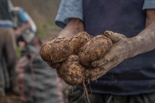 How Rising U.S. Potato Prices Are Impacting the Industry