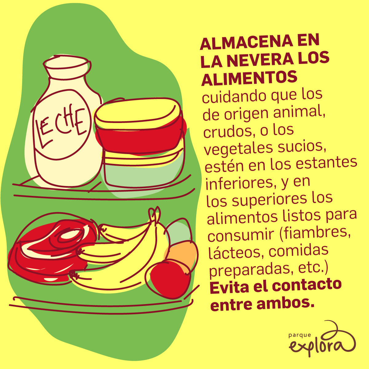 Ilustración. Sobre un fondo amarillo con una forma verde al centro, se observa una botella etiquetada con la palabra «leche», dos recipientes apilados con tapa, un trozo de carne, un racimo de bananos, un huevo y una manzana dentro de un refrigerador. A la derecha se lee el texto: «Almacena en la nevera los alimentos cuidando que los de origen animal, crudos, o los vegetales sucios, estén en los estantes inferiores, y en los superiores los alimentos listos para consumir (fiambres, lácteos, comidas preparadas, etc.). Evita el contacto entre ambos».