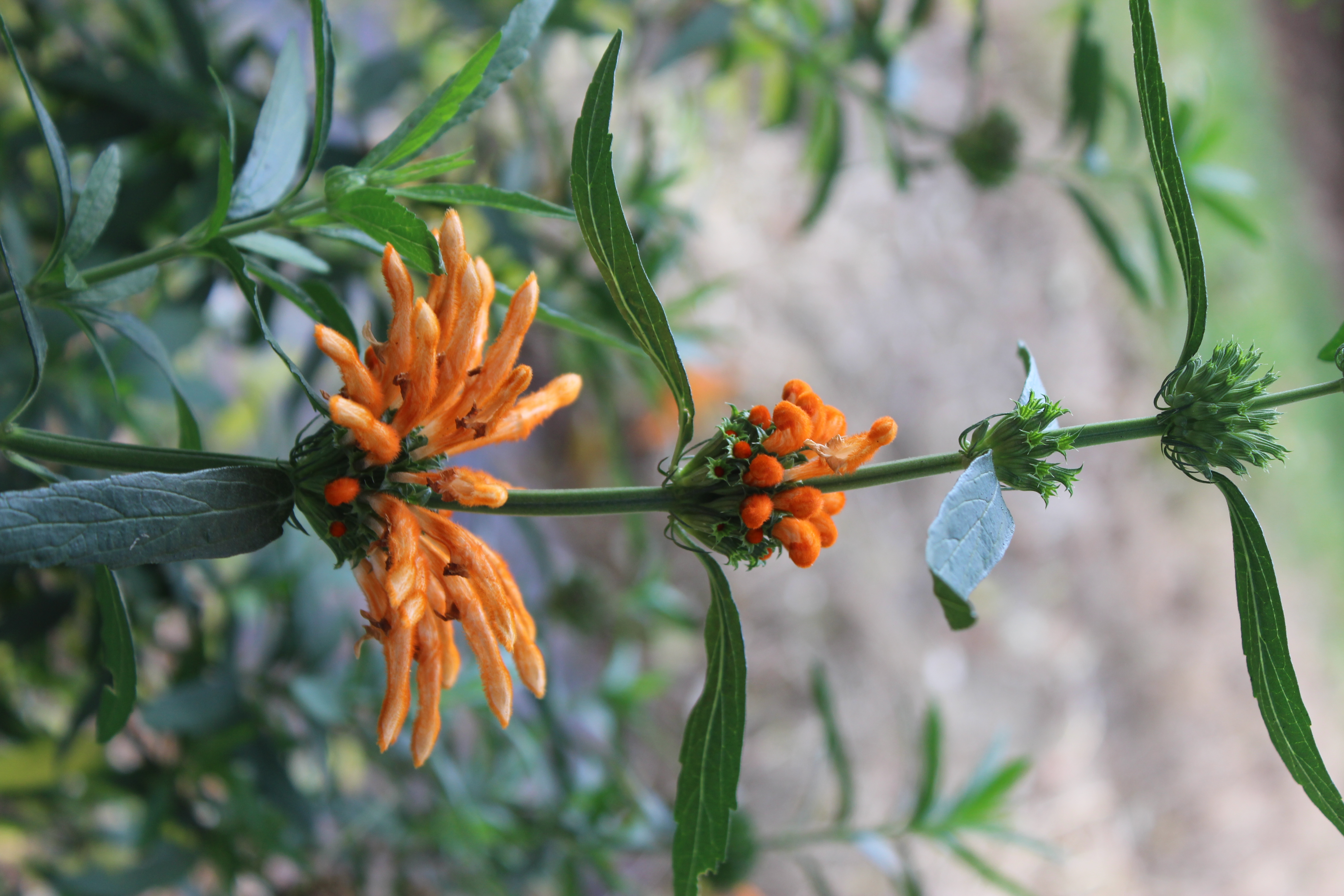 Lion's Tail flower closeup