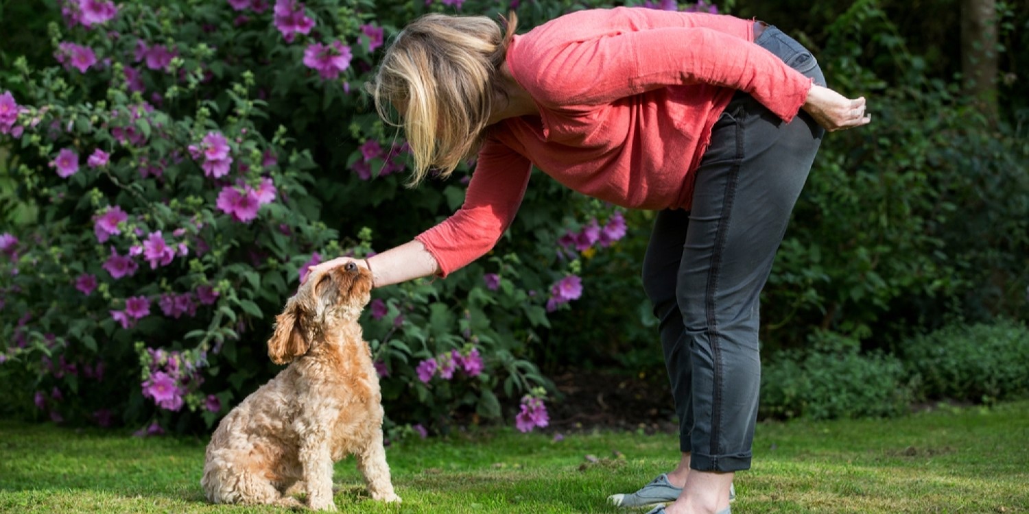 cavapoo puppy being praised