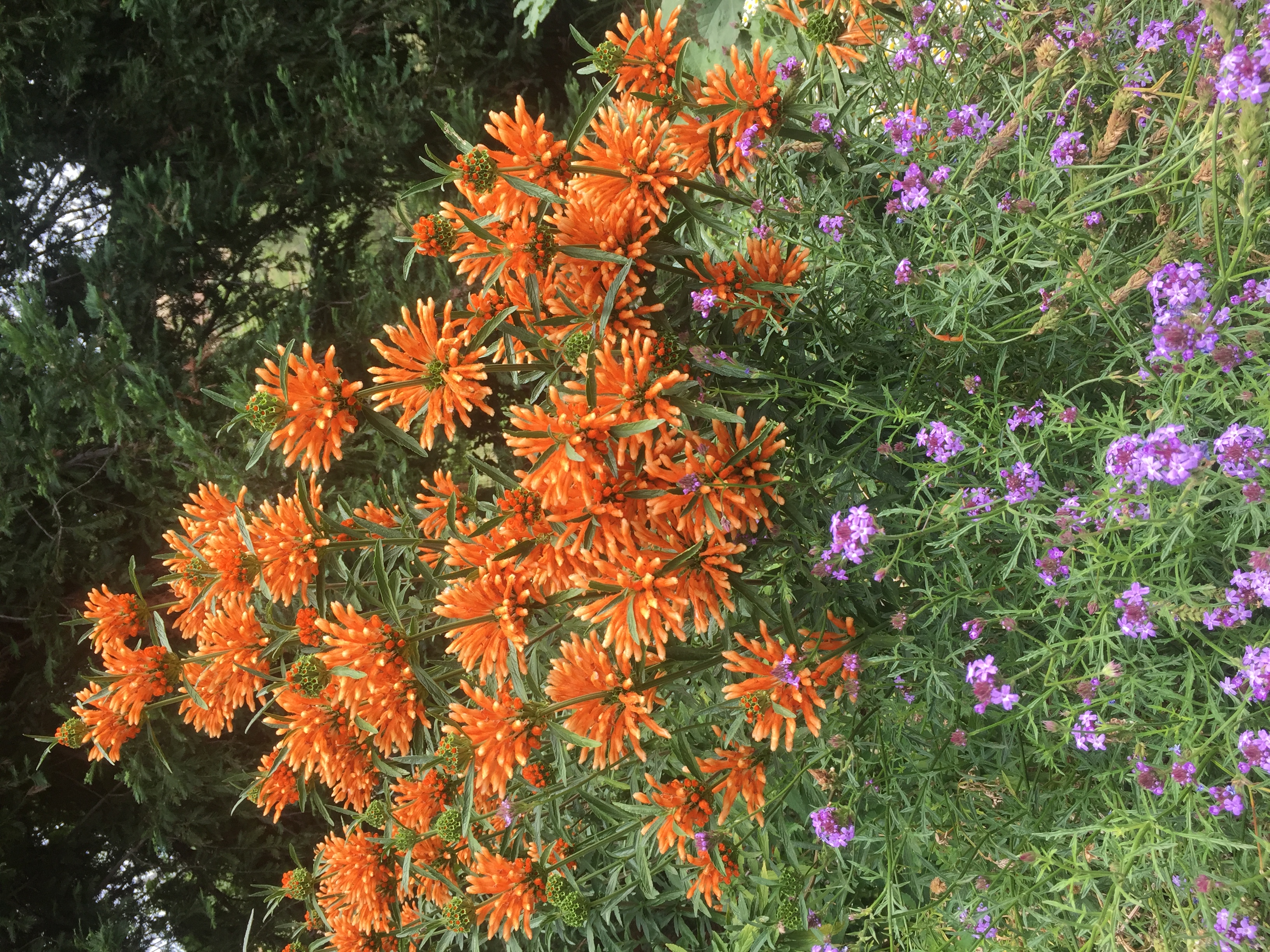 Lion's Tail, a hummingbird magnet
