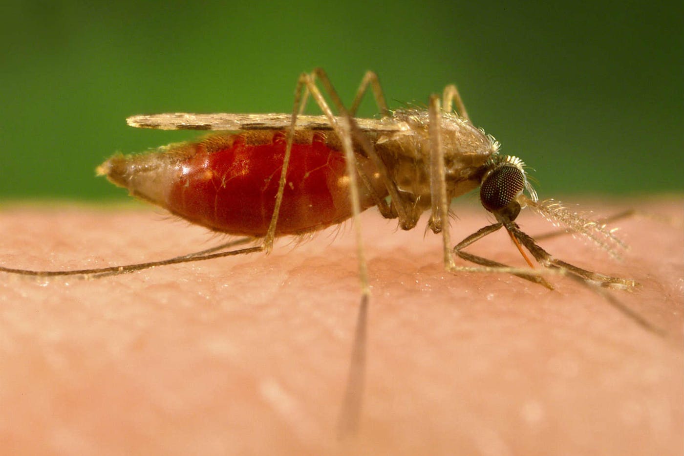 Climate Crisis Fuels Malaria Surge Threatening 5 Billion