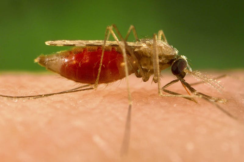 Climate Crisis Fuels Malaria Surge Threatening 5 Billion