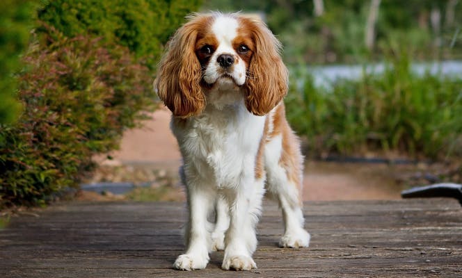 Cavalier King Charles Spaniel puppy in the park. 