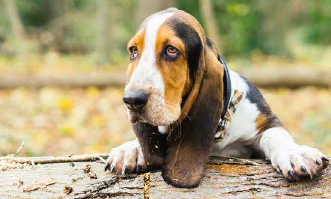 basset hound.png